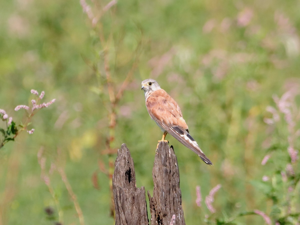 Nankeen Kestrel - ML613372422