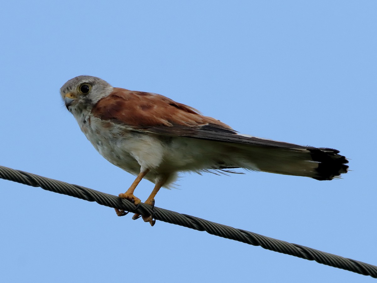 Nankeen Kestrel - ML613372424