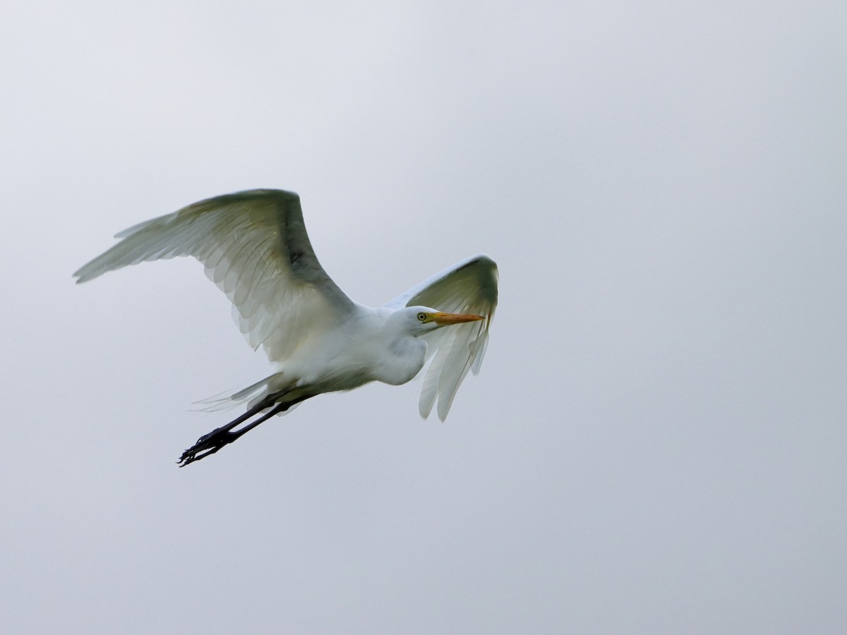 Plumed Egret - ML613372429