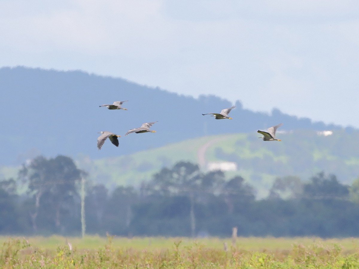 White-faced Heron - Rolo Rodsey