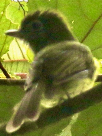 Eye-ringed Flatbill - ML613372470