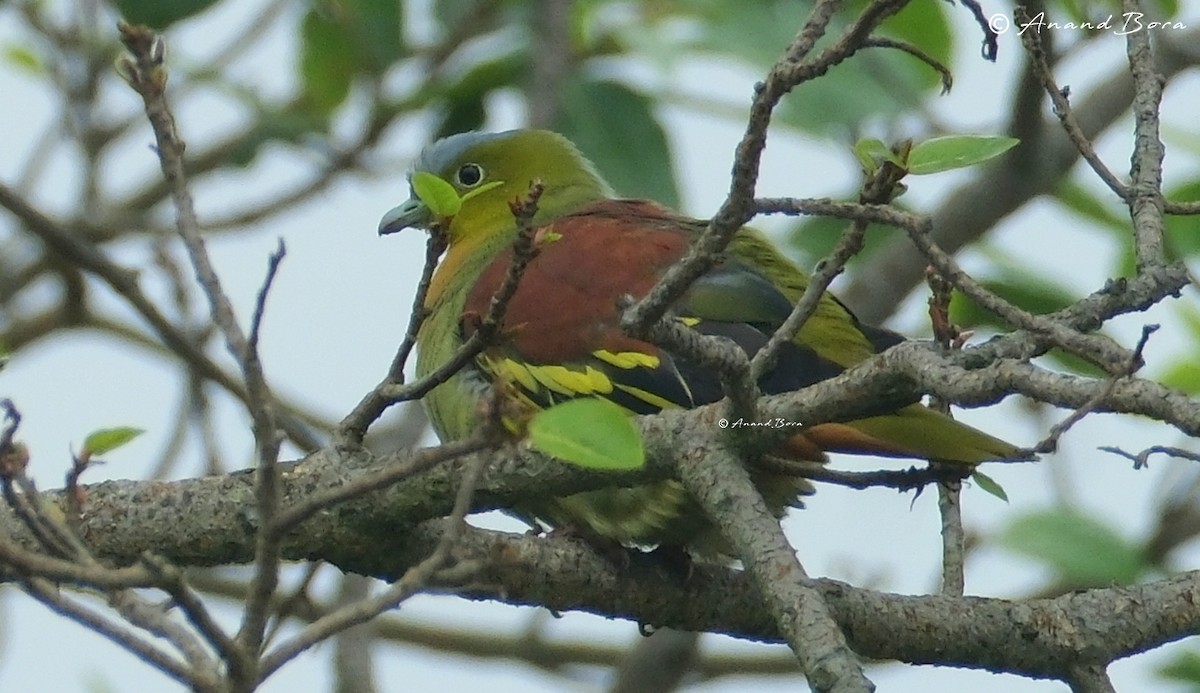 green-pigeon sp. - ML613372485