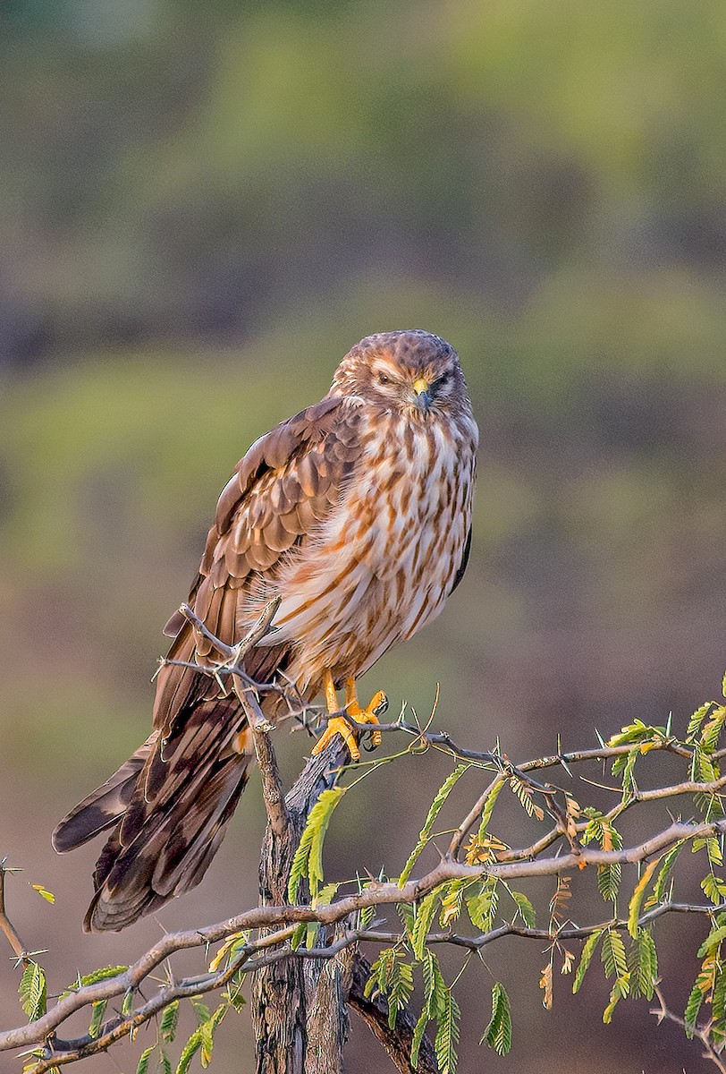 Pallid Harrier - ML613372513