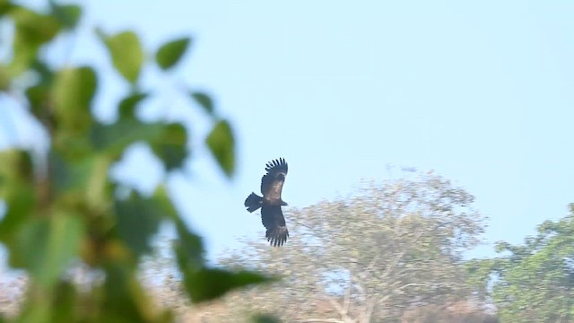 Águila Milana - ML613372571