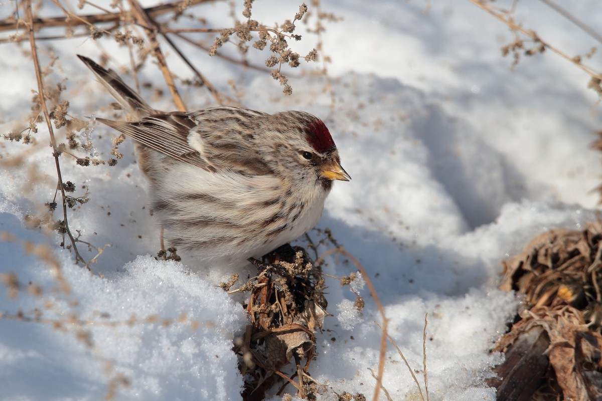 Common Redpoll - ML613372578