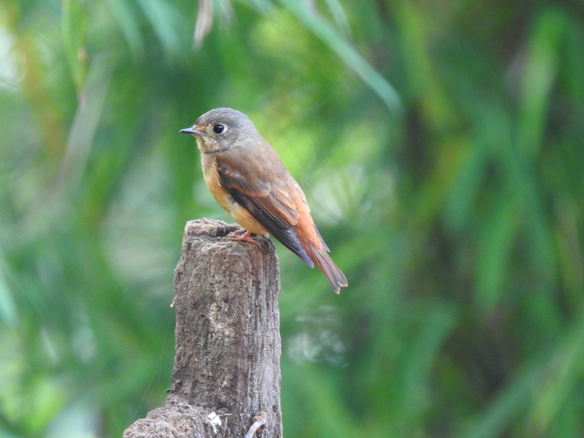 Ferruginous Flycatcher - ML613372639