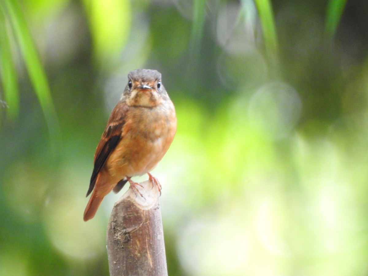 Ferruginous Flycatcher - ML613372647