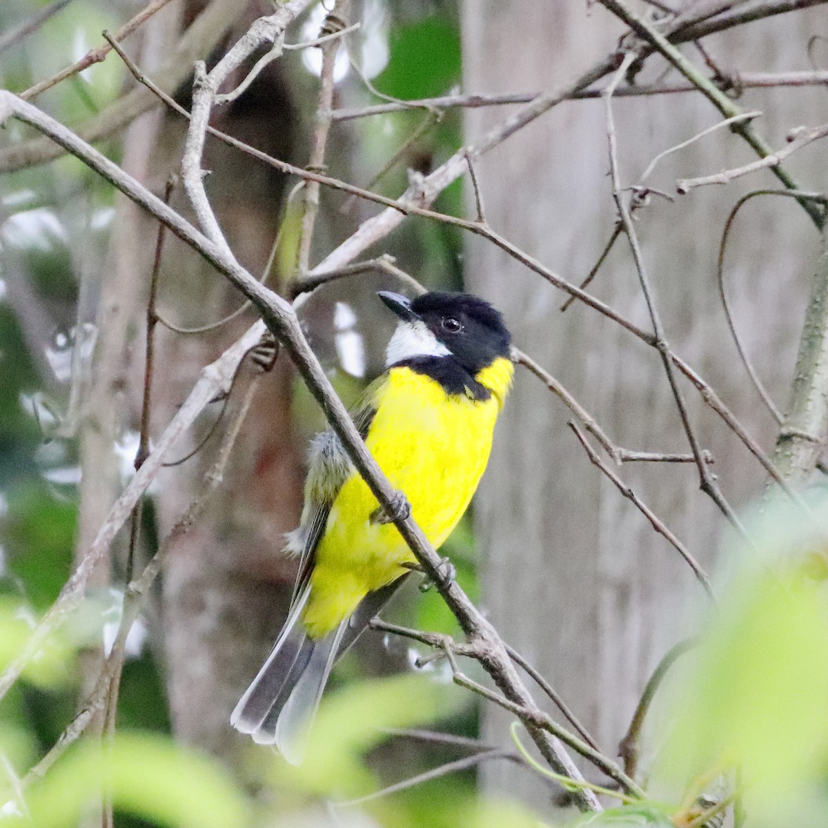 Golden Whistler - ML613372784