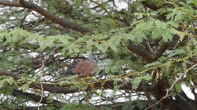 Red Collared-Dove - ML613372815