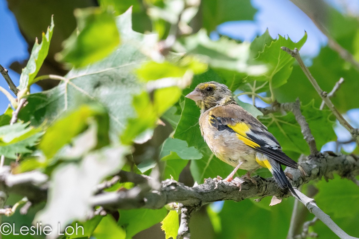 Oriental Greenfinch - ML613372818