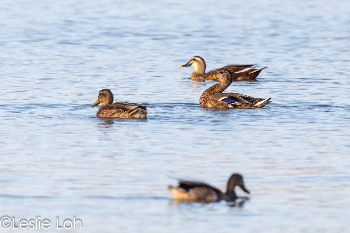 Eastern Spot-billed Duck - ML613372823