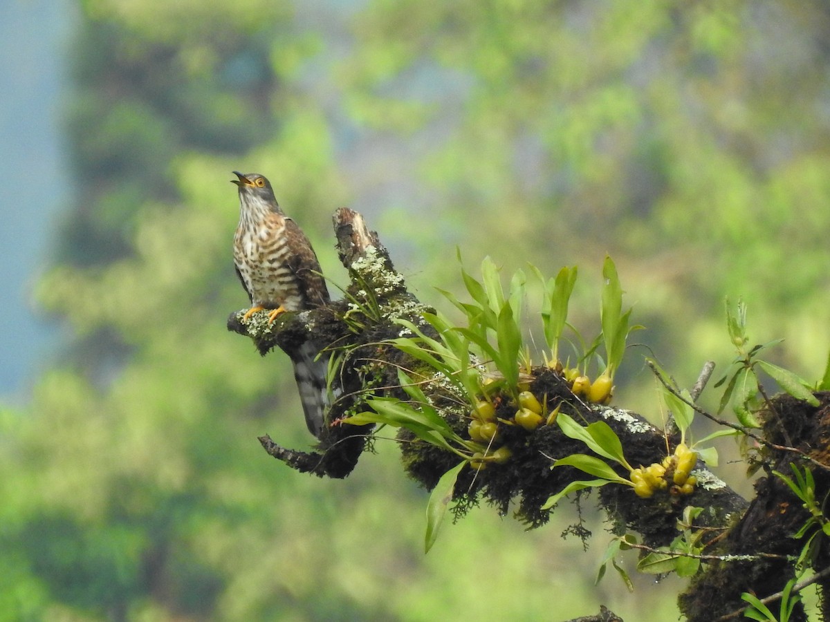 Large Hawk-Cuckoo - ML613372827