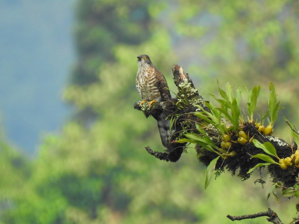 Large Hawk-Cuckoo - ML613372830