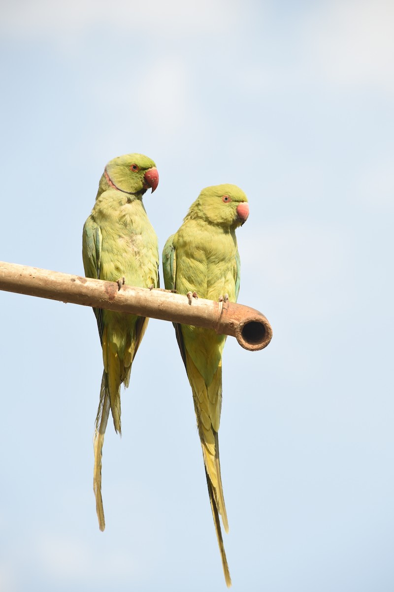 Rose-ringed Parakeet - ML613372837