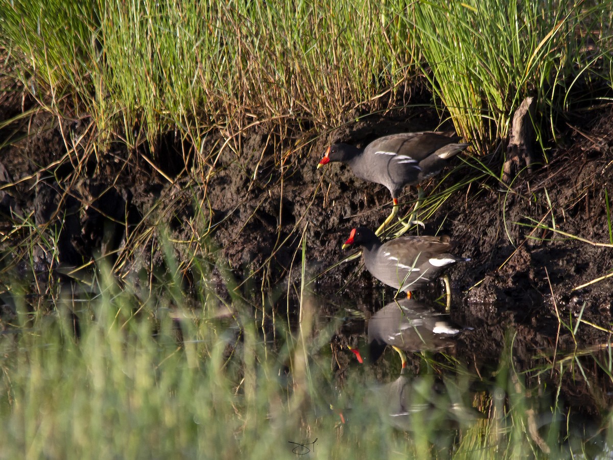 Eurasian Moorhen - Jeffrey Jaymes Mesias