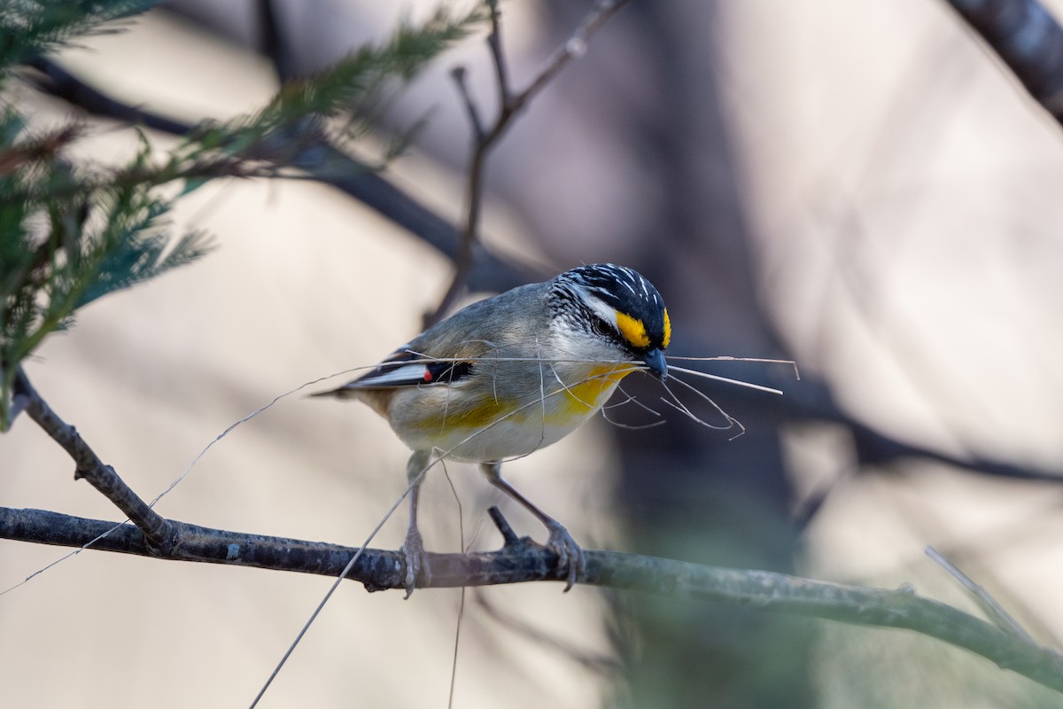 Pardalote à point jaune - ML613372876