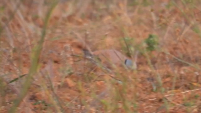 Red Collared-Dove - ML613372877