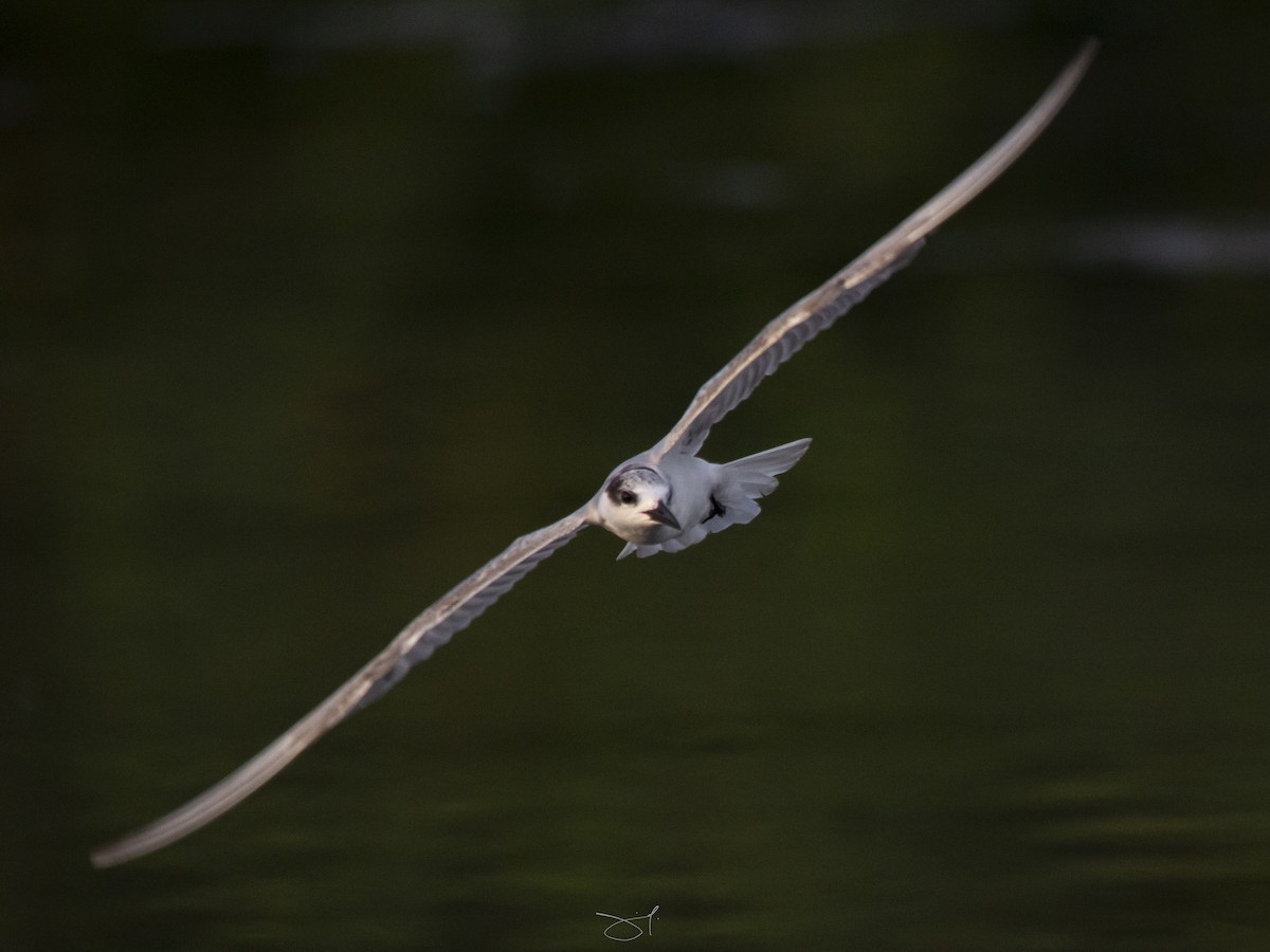 Whiskered Tern - Jeffrey Jaymes Mesias