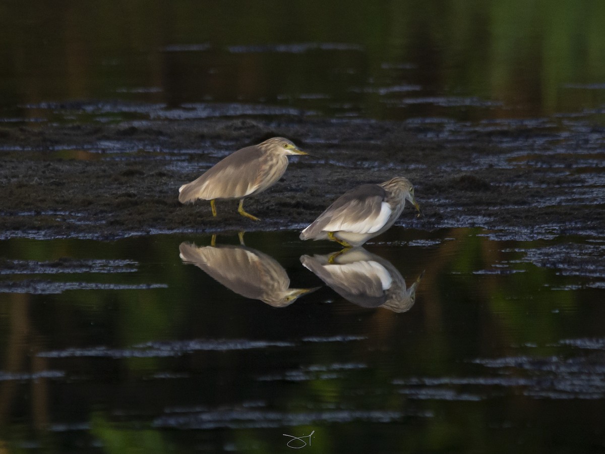 Javan Pond-Heron - Jeffrey Jaymes Mesias