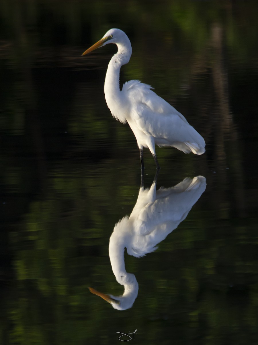 Great Egret - Jeffrey Jaymes Mesias