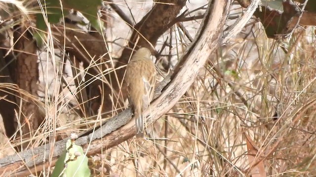 Gray-necked Bunting - ML613372886