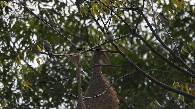 Indian Silverbill - ML613372901