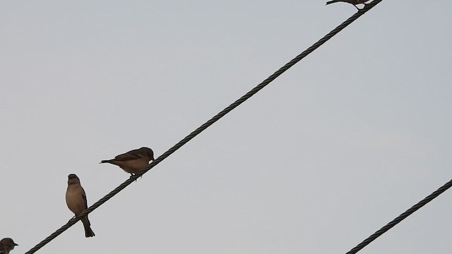 Yellow-throated Sparrow - ML613372921