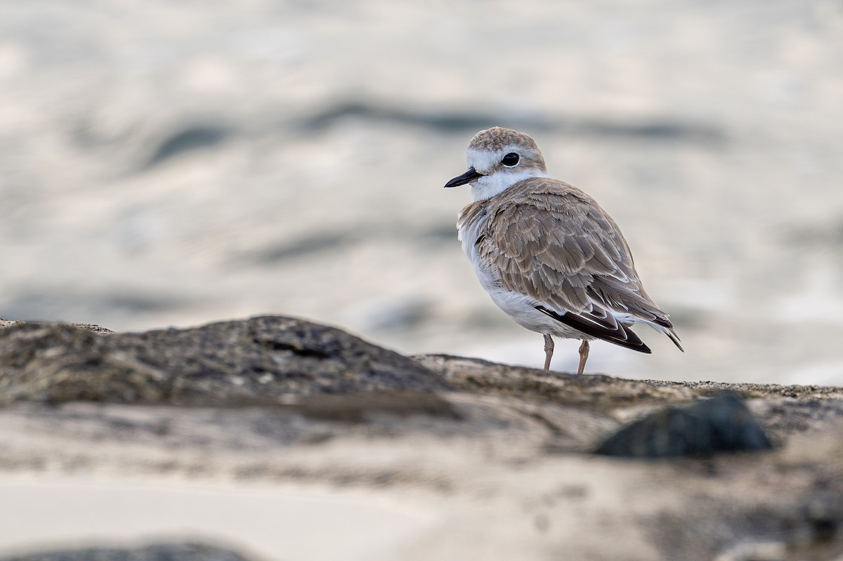 White-faced Plover - ML613372947