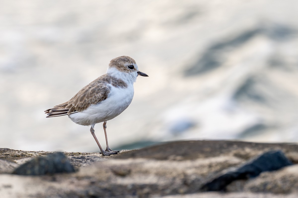 White-faced Plover - ML613372948