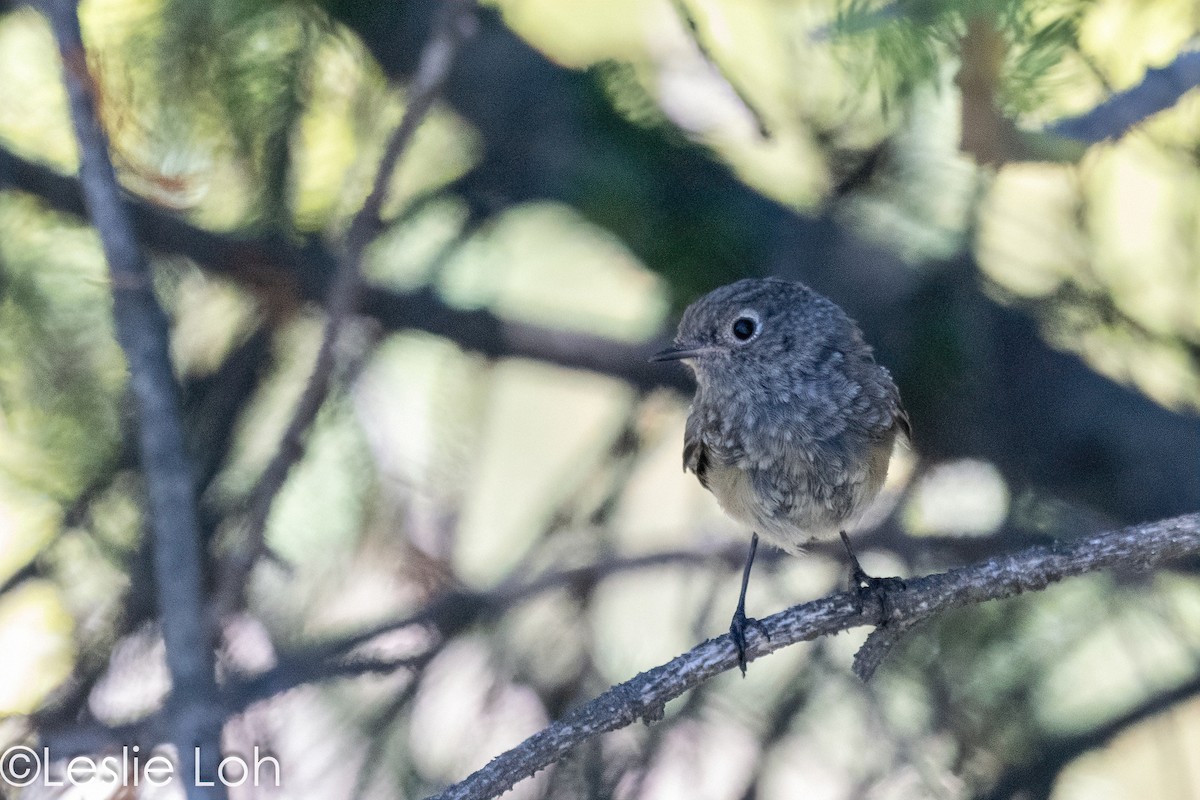 Red-flanked Bluetail - ML613372955