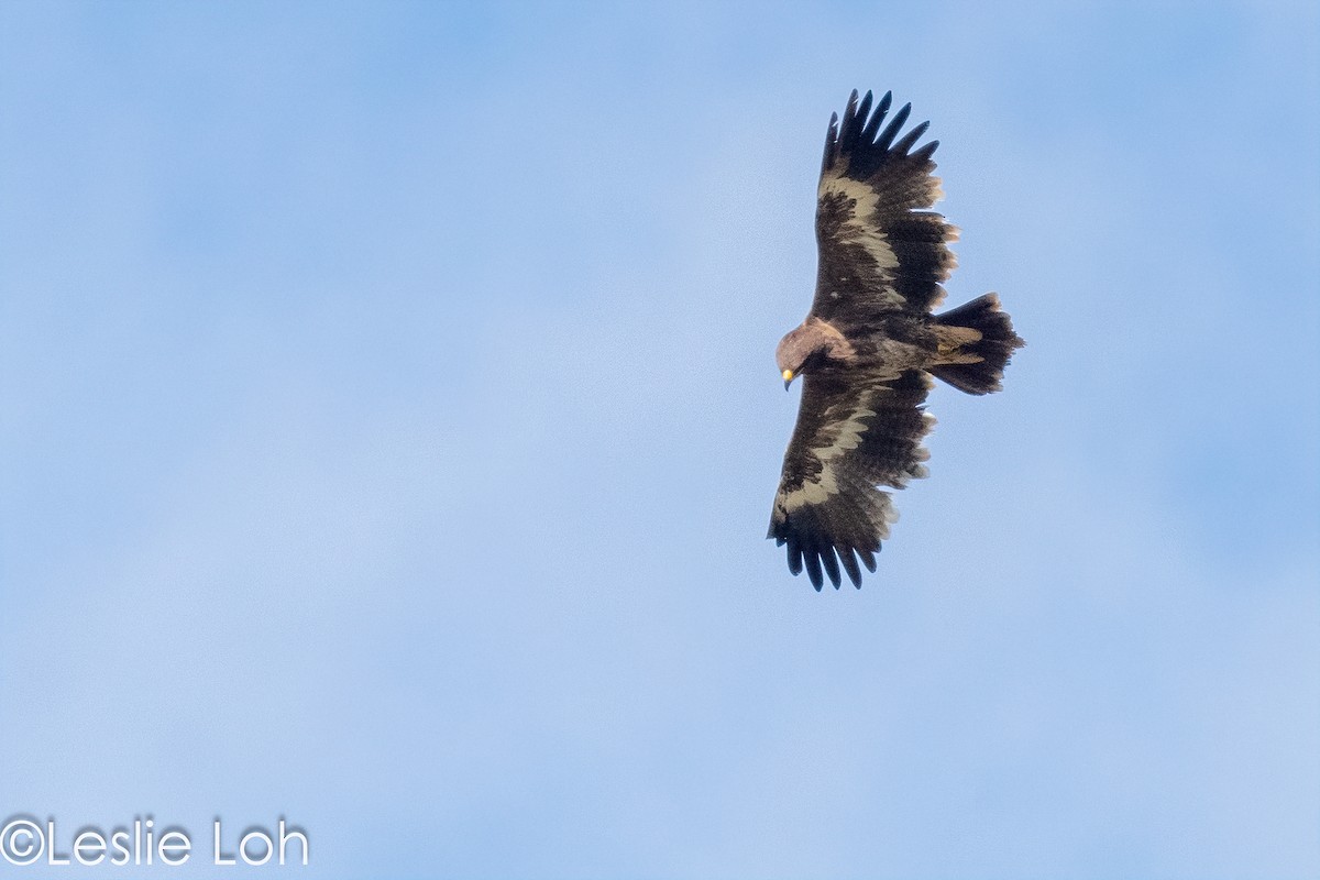 Steppe Eagle - ML613372972