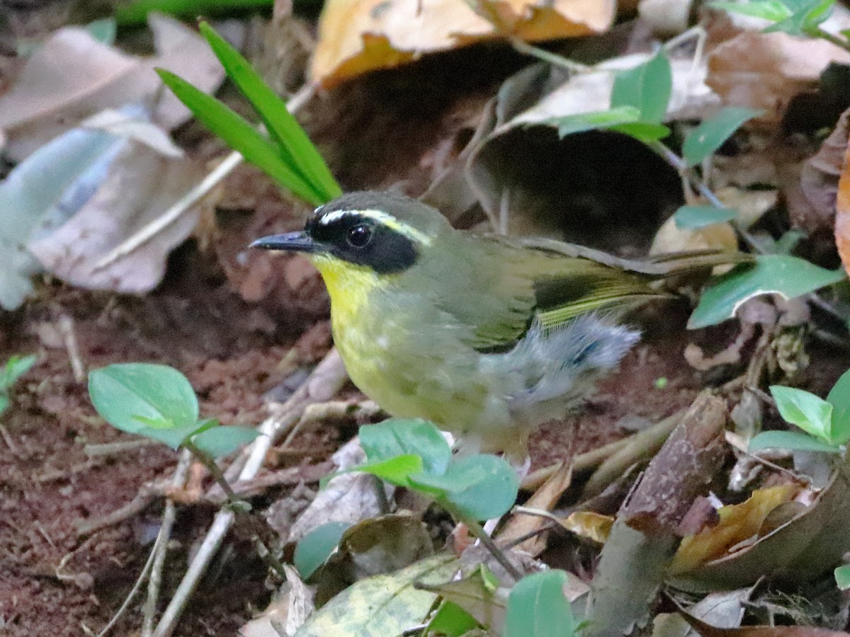 Yellow-throated Scrubwren - ML613372975