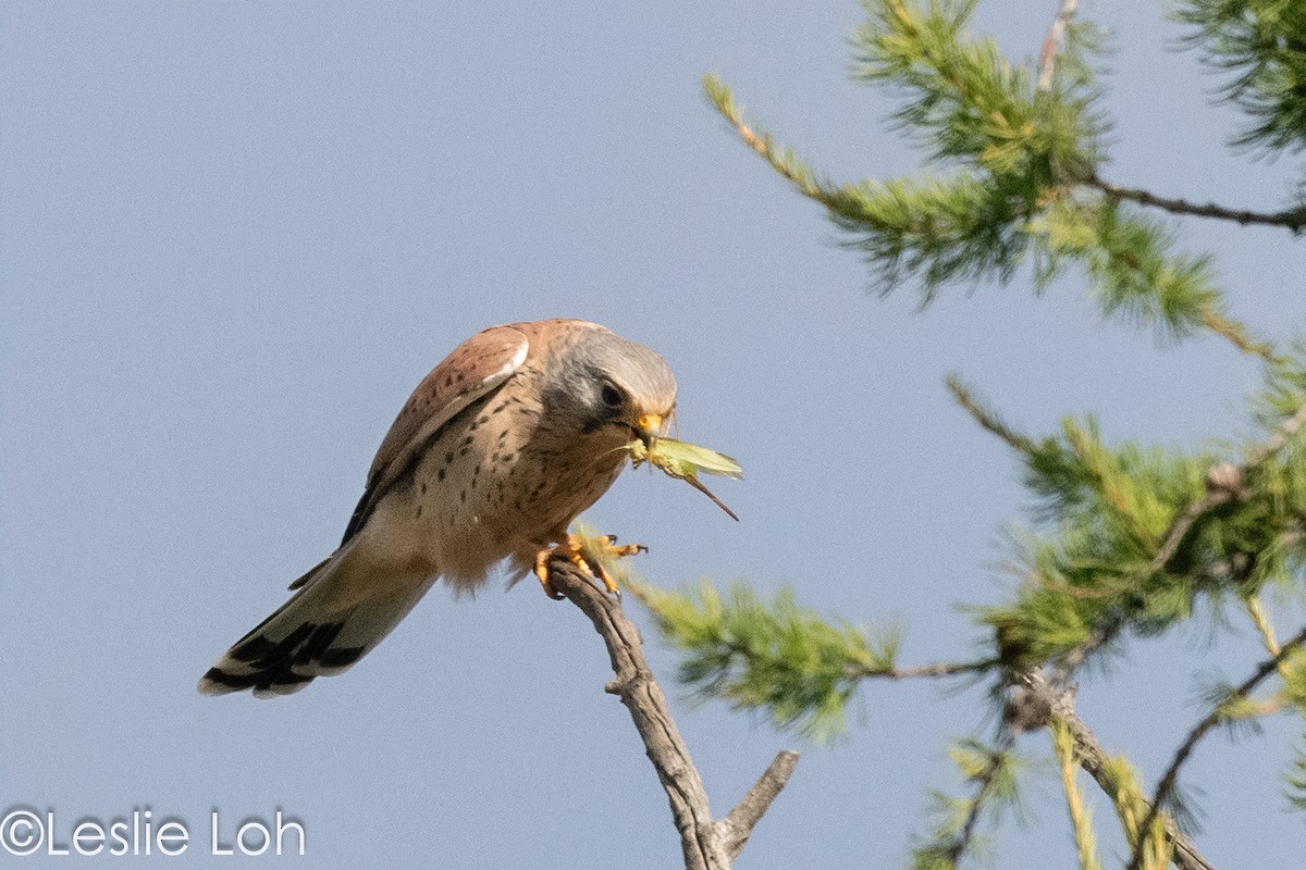 Eurasian Kestrel - Leslie Loh