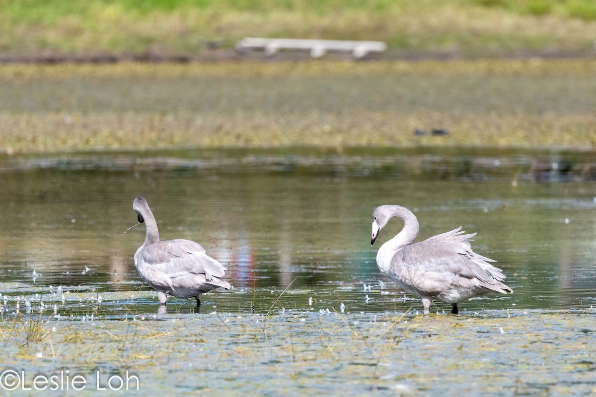 Whooper Swan - ML613372992
