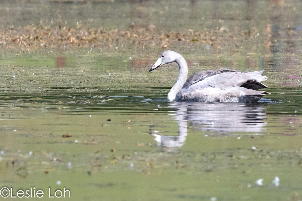 Whooper Swan - ML613372993