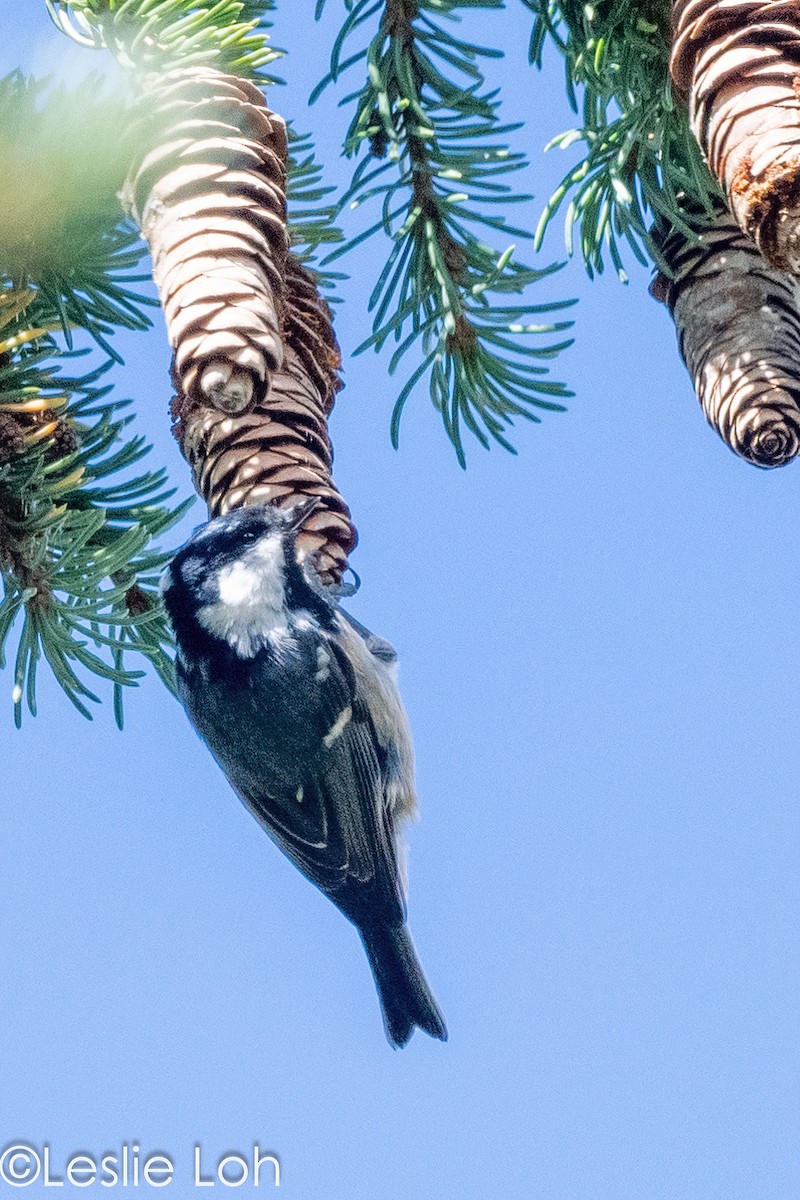 Coal Tit - ML613373013