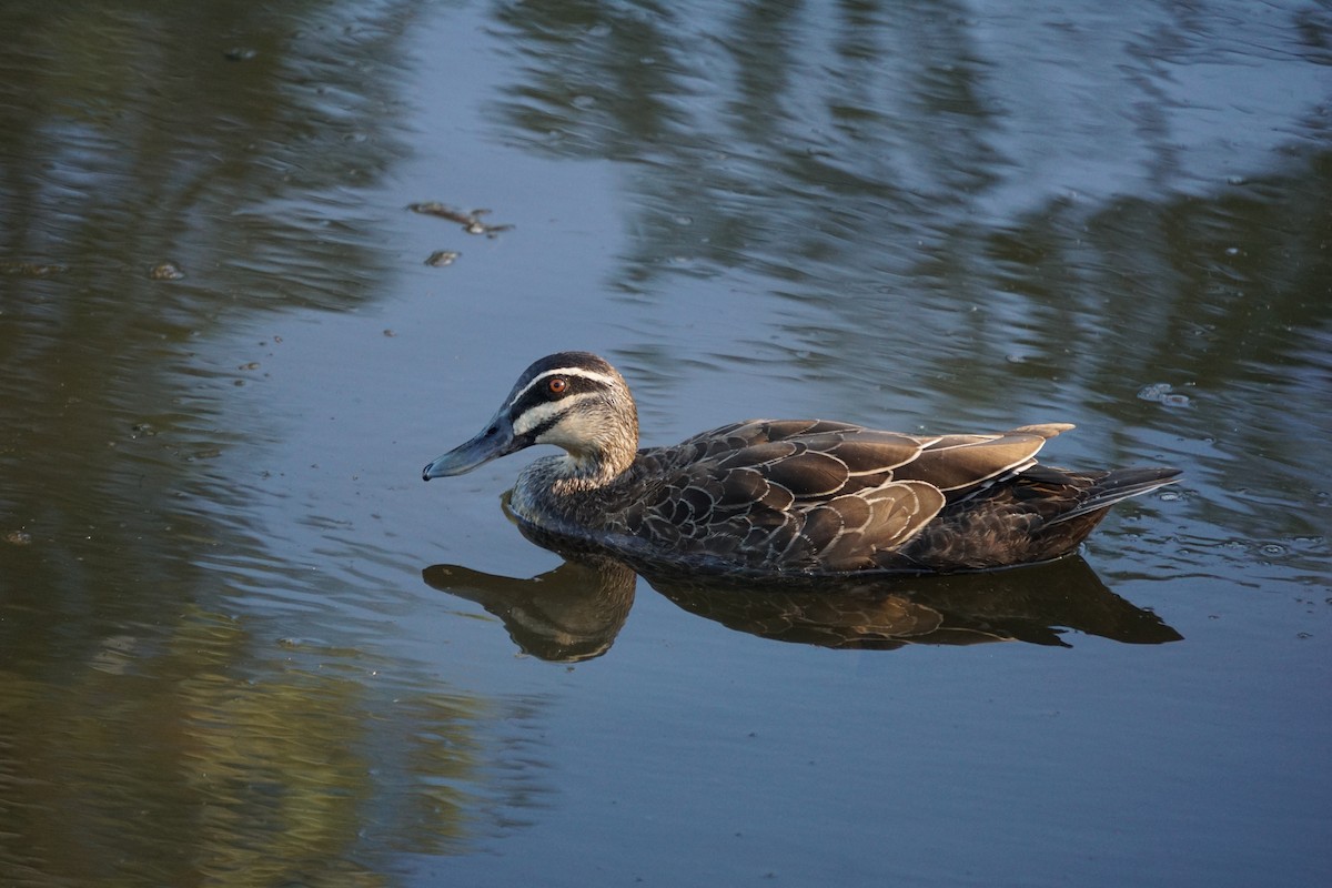 Canard à sourcils - ML613373085