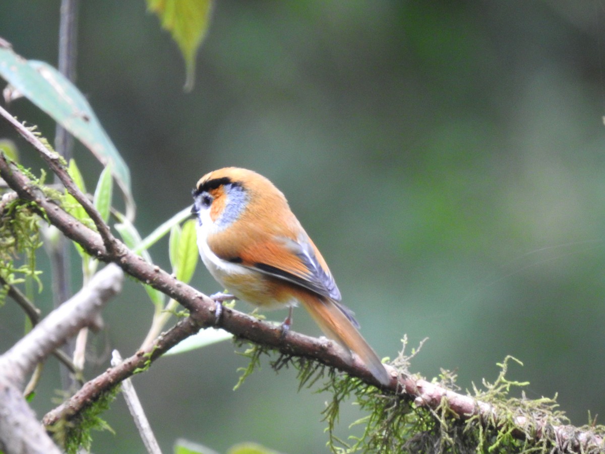 Black-throated Tit (Red-headed) - ML613373089