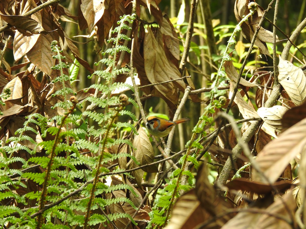 Black-throated Tit (Red-headed) - ML613373097