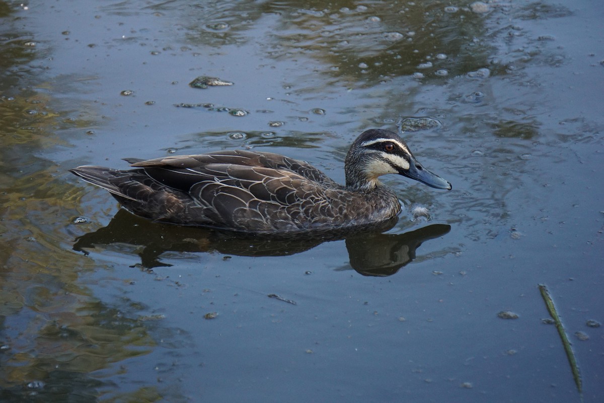 Canard à sourcils - ML613373121