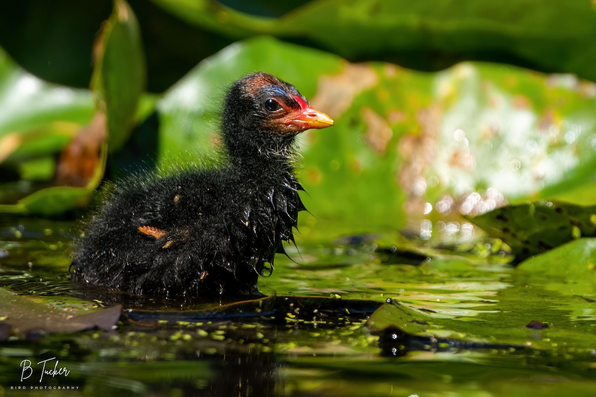 Dusky Moorhen - ML613373136