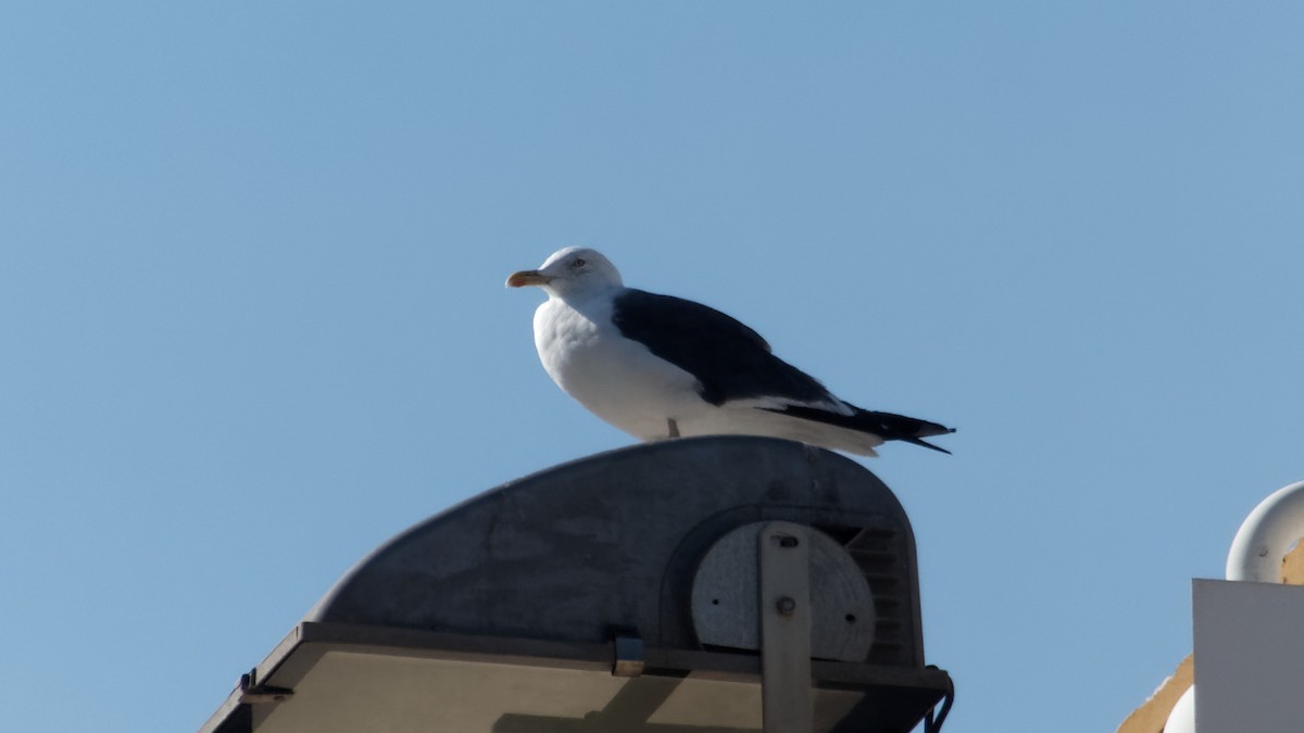 Lesser Black-backed Gull - ML613373196