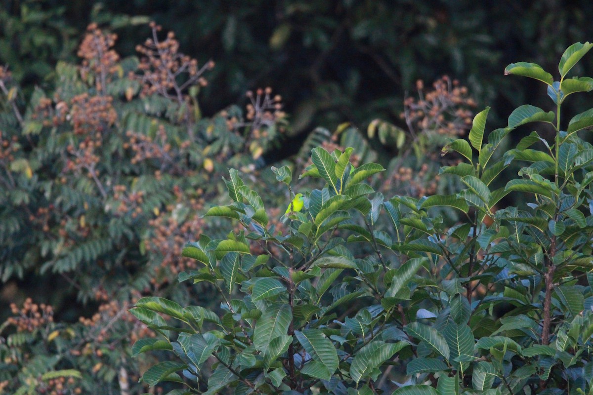 Blue-winged Leafbird - ML613373202