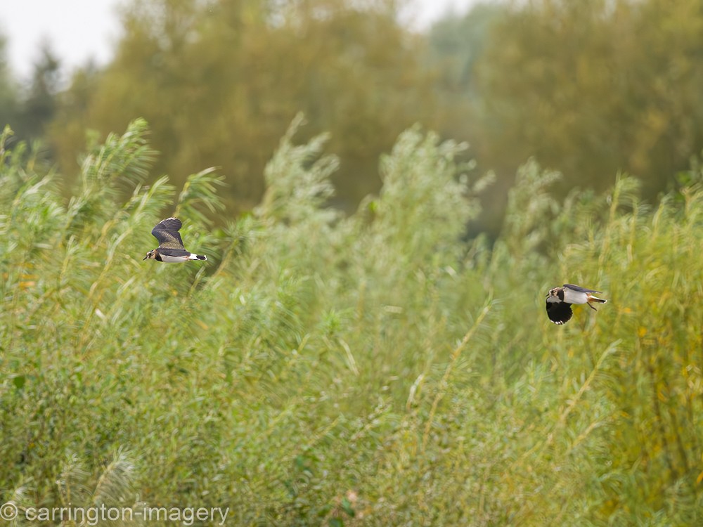 Northern Lapwing - ML613373214