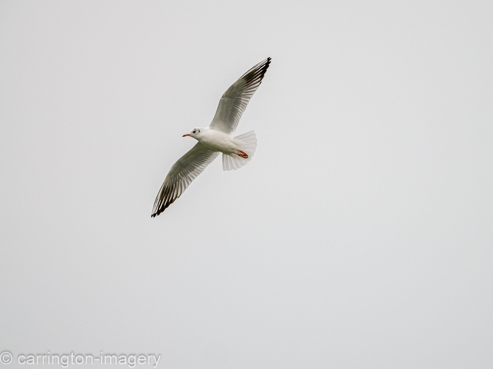 Black-headed Gull - ML613373215