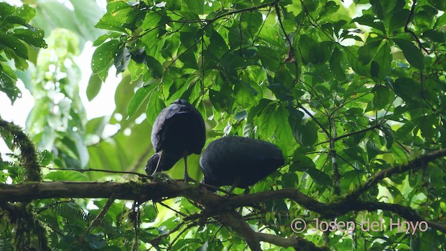 Green Ibis - ML613373277