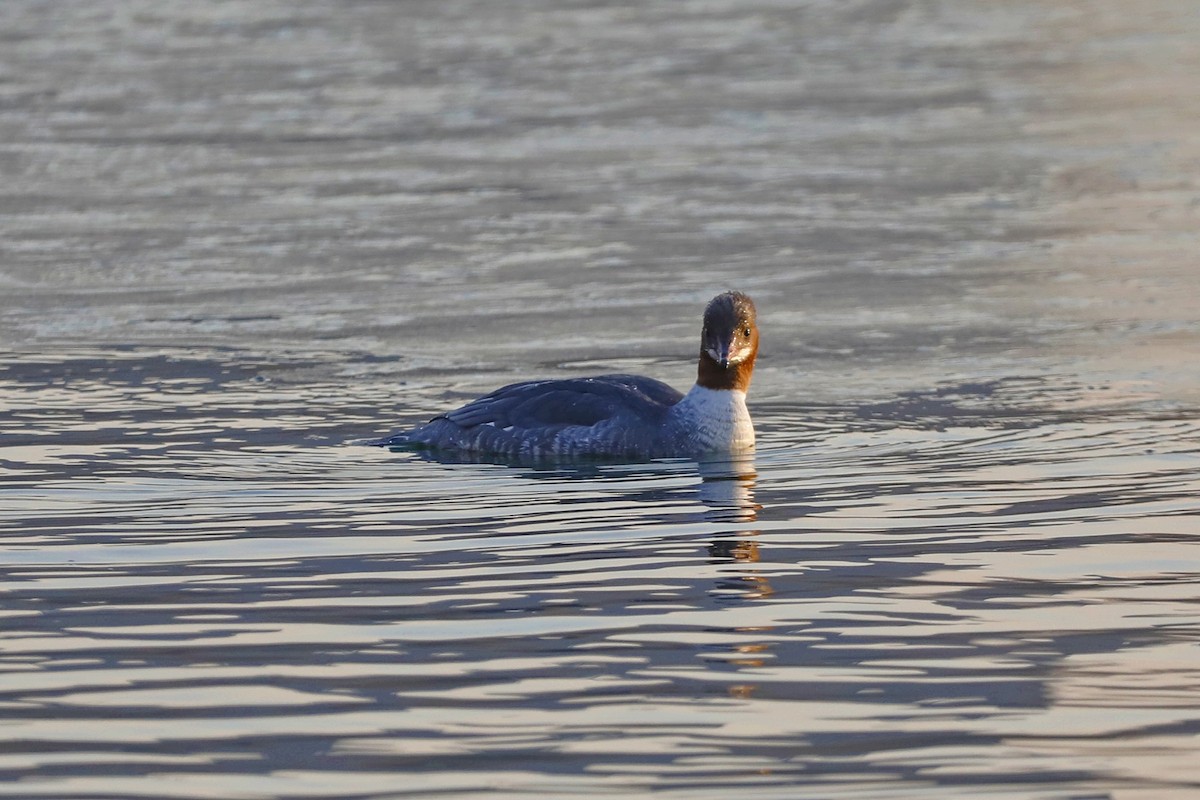 Gänsesäger - ML613373279