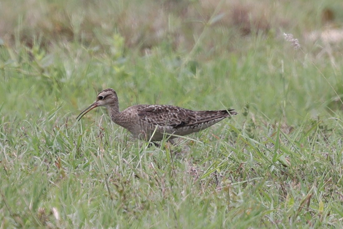Little Curlew - ML613373292