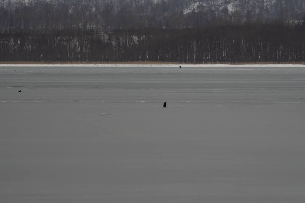 Steller's Sea-Eagle - ML613373295