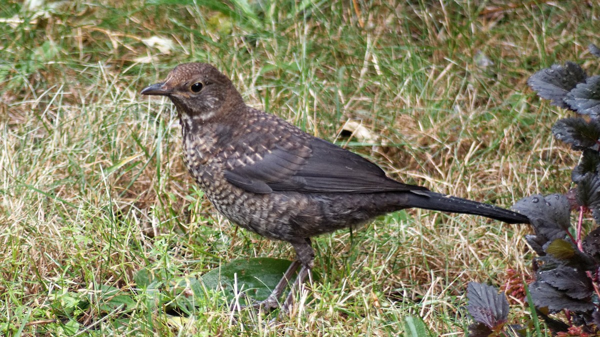 Eurasian Blackbird - ML613373352